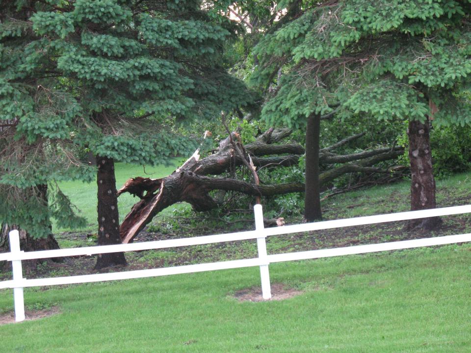 Downed Tree Branch